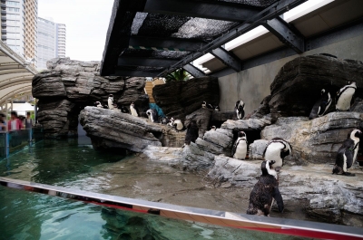 soku_17542.jpg :: サンシャイン水族館 動物 鳥 ペンギン 