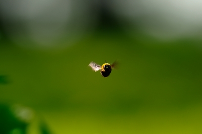 soku_17546.jpg :: 虫 蜂 クマバチ 