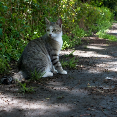 soku_17551.jpg :: 動物 哺乳類 猫 ネコ 