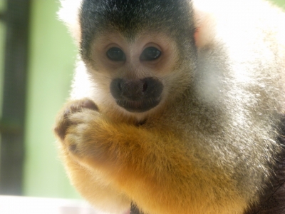 soku_17565.jpg :: リスザル 動物園 動物 哺乳類 猿 サル 