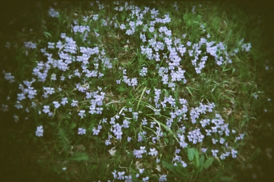 soku_17587.jpg :: 植物 花 白い花 フィルム 銀塩 