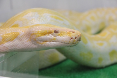 soku_17605.jpg :: でっか黄色のヘビ 動物 爬虫類 両生類 ヘビ 蛇 