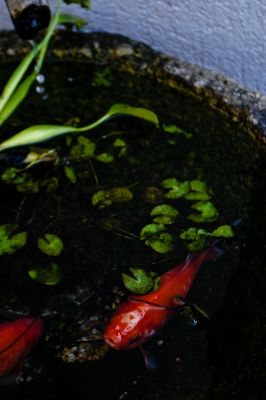 soku_17617.jpg :: 動物 魚類 キンギョ コイ 金魚 