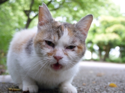 soku_17624.jpg :: 半開き猫 動物 哺乳類 猫 ネコ 