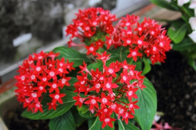 soku_17650.jpg :: 植物 花 赤い花 