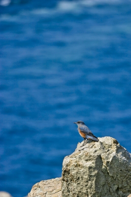 soku_17658.jpg :: 動物 鳥 イソヒヨドリ 海辺 