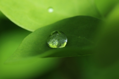 soku_17670.jpg :: 植物 草葉 風景 自然 水滴 