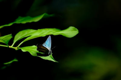 soku_17760.jpg :: 動物 虫 昆虫 蝶 チョウ オオミドリシジミ 