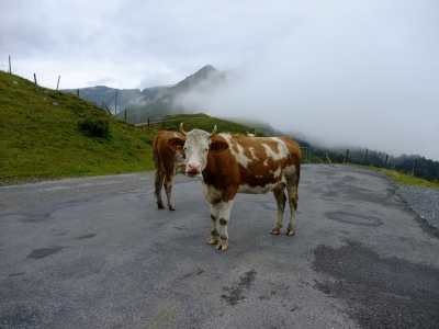 soku_17775.jpg :: スイス グリンデルワルト 牛 風景 街並み 郊外の風景 外国 