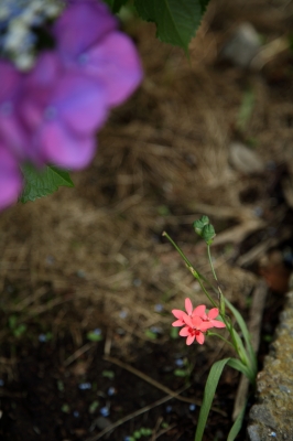 soku_17804.jpg :: 植物 花 ピンクの花 
