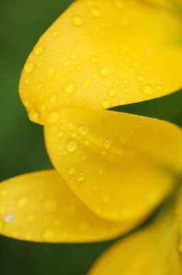 soku_17818.jpg :: 植物 花 黄色い花 水 水滴 
