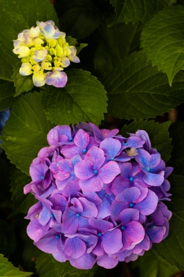 soku_17843.jpg :: KissX3 植物 花 紫陽花 アジサイ 