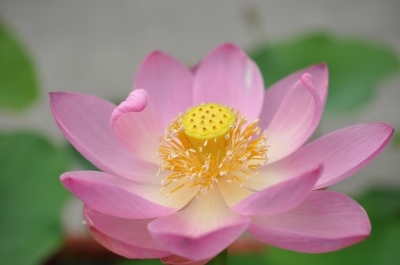 soku_17962.jpg :: ハス 蓮 植物 花 ピンクの花 