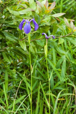 soku_18011.jpg :: KissX3 風景 植物 花 紫の花 