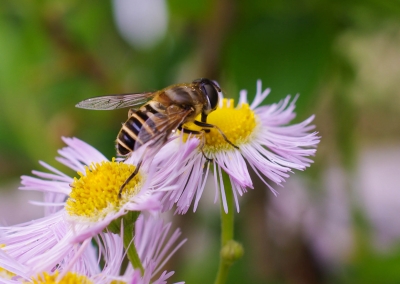 soku_18014.jpg :: 動物 虫 昆虫 蜂 ハチ ミツバチ 