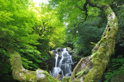 soku_18045.jpg :: 風景 自然 滝 植物 その他 苔 コケ 