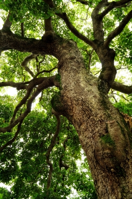 soku_18084.jpg :: 風景 自然 樹木 タブノキ 樹齢300年 