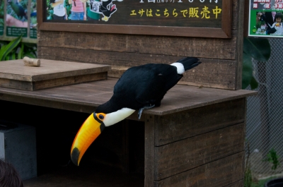 soku_18195.jpg :: 動物 鳥 巨泉 