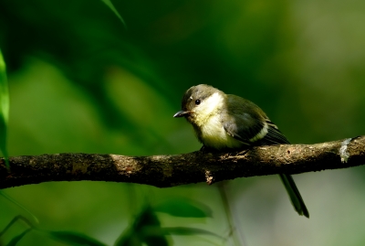 soku_18358.jpg :: 動物 鳥 野山の鳥 シジュウカラ 幼鳥 