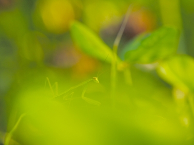 soku_18359.jpg :: 動物 虫 昆虫 カマキリ 植物 草葉 