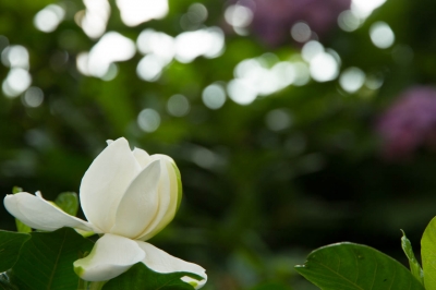 soku_18362.jpg :: 植物 花 桜 白い花 