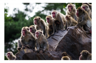 soku_18475.jpg :: 動物 哺乳類 猿 サル 
