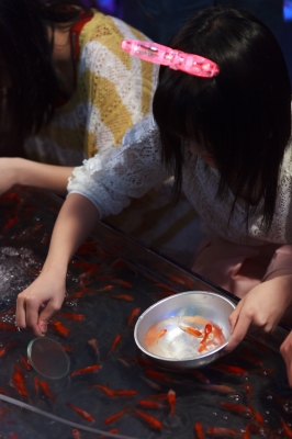 soku_18535.jpg :: 金魚すくい 祭り フェア 屋台 