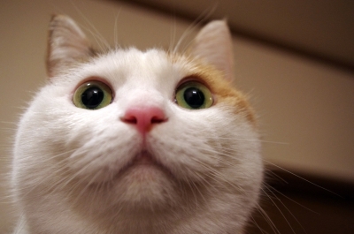 soku_18554.jpg :: 動物 哺乳類 猫 ネコ 