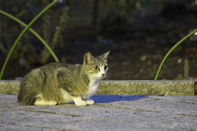 soku_18565.jpg :: 動物 猫 ネコ ねこ 哺乳類 