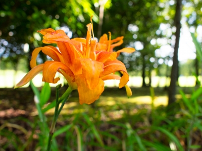soku_18649.jpg :: 植物 花 オレンジ色の花 