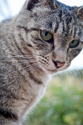 soku_18688.jpg :: 動物 哺乳類 猫 ネコ 