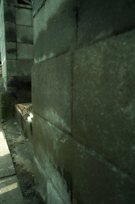 soku_18694.jpg :: 動物 哺乳類 猫 ネコ 子猫 こっちみんな 