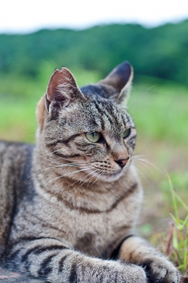 soku_18726.jpg :: 動物 哺乳類 猫 ネコ 