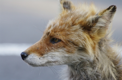 soku_18782.jpg :: 動物 哺乳類 狐 キツネ 