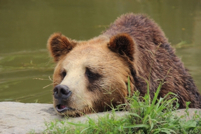 soku_18929.jpg :: 動物 哺乳類 熊 クマ 