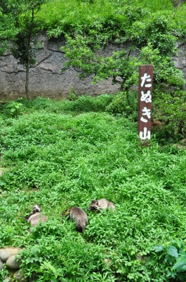 soku_18943.jpg :: 動物 哺乳類 狸 タヌキ たぬき山 