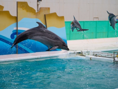 soku_19013.jpg :: 動物 海の生物 イルカ 水族館 鴨川シーワールド 