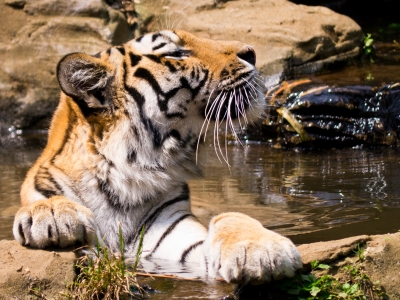 soku_19015.jpg :: 動物 哺乳類 虎 動物園 多摩動物公園 水浴び 