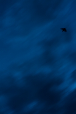 soku_19038.jpg :: 空 雲 夕暮れ 鳥 
