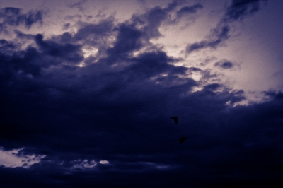 soku_19043.jpg :: 空 雲 夕暮れ 鳥 