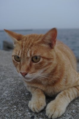 soku_19229.jpg :: 動物 哺乳類 猫 ネコ 