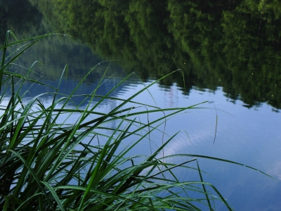 soku_19306.jpg :: PowerShotS95 風景 自然 水分 コンデジ埼玉 lock 草 湖 加和志湖 水滴 