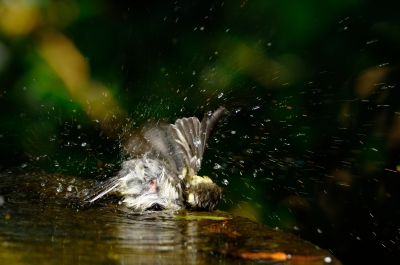 soku_19323.jpg :: 動物 鳥 野山の鳥 シジュウカラ 水浴び 