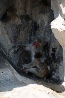 soku_19325.jpg :: 動物園 上野動物園 動物 哺乳類 猿 サル 