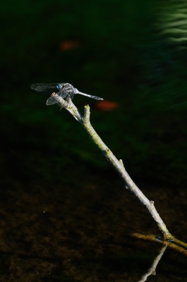 soku_19490.jpg :: 動物 虫 昆虫 蜻蛉 トンボ 