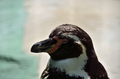 soku_19528.jpg :: 動物 鳥 ペンギン 