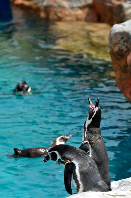 soku_19615.jpg :: フンボルトペンギン アクアワールド大洗 