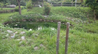 soku_19631.jpg :: 風景 自然 池 