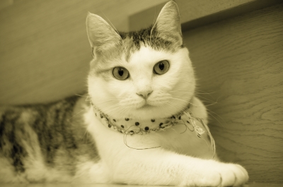 soku_19642.jpg :: 動物 哺乳類 猫 ネコ 
