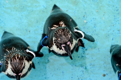 soku_19685.jpg :: 水族館 アクアワールド茨城県大洗水族館 フンボルトペンギン 